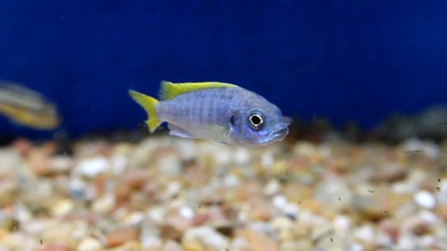 What substrate/Decorations Can I Put in My Tank? | Tank Tips смотреть онлайн