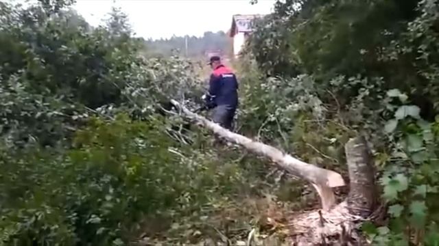 Облагораживание территории спил деревьев и покос травы смотреть онлайн