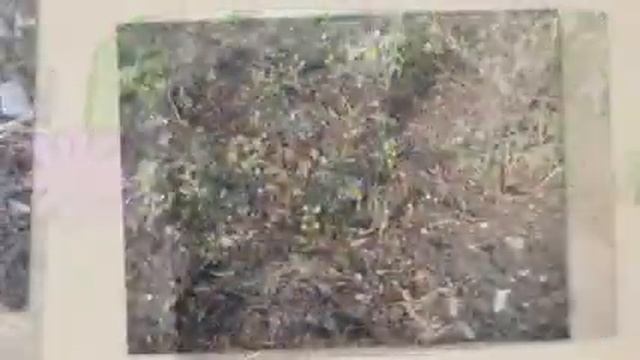 Первые цветы для вас! смотреть онлайн