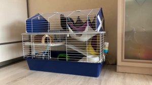 VLOG: ДЕНЬ С КРЫСАМИ И КОТОМ | САЖАЮ РУККОЛУ ИЗ FIXPRICE | УБОРКА В КЛЕТКЕ У ИЛО