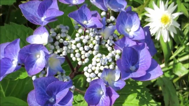 Гортензия Zorro Blue смотреть онлайн