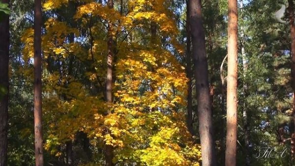 ? Для души... Я на счастье подарю вам осень... I will give you autumn luckily...