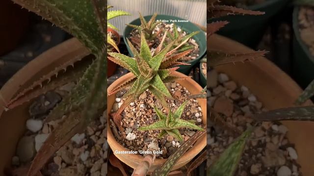 Gasteraloe ‘Green Gold’ & Aloe ‘Park Avenue’ #aloe #succulents #aloehybrid #gasteria смотреть онлайн