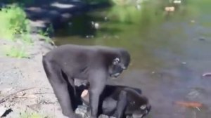 СМЕШНЫЕ СПАРИВАНИЯ ЖИВОТНЫХ!!!