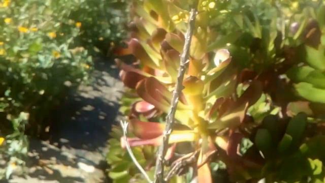 planta de aeonio смотреть онлайн