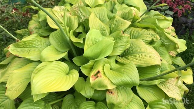 Хоста Tortilla Chip / Чипсы из тортильи смотреть онлайн