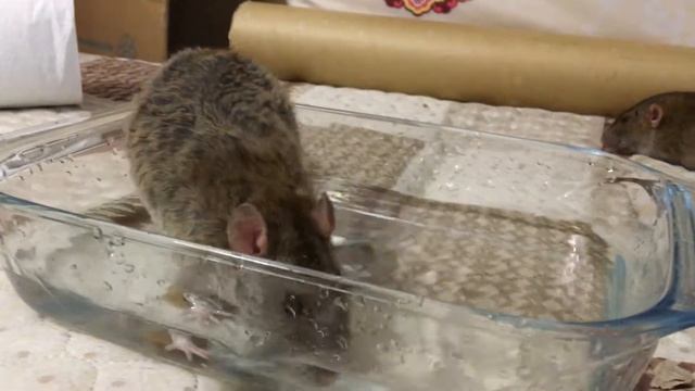 2018-06-19 (1) _Водные процедуры _Эйка показывает, как загребать воду носом смотреть онлайн