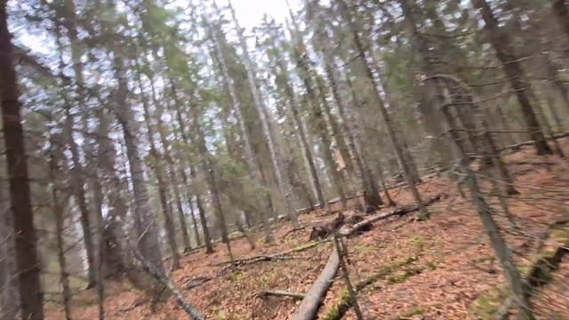 Охота на зайца. Республика Карелия.