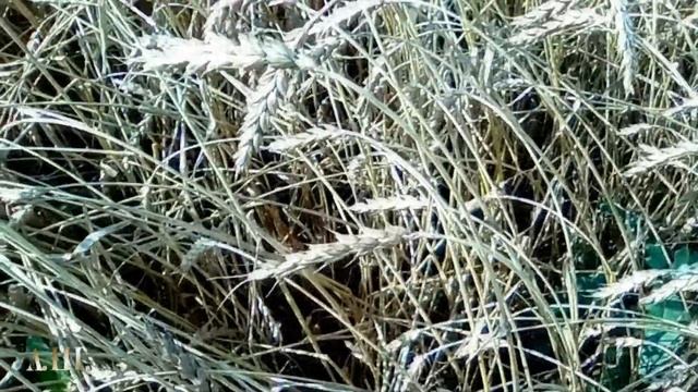 Поле, пшеница зреет, птички поют, стрекочут кузнечики, жужжат насекомые... смотреть онлайн