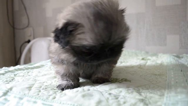 Питомник пекинесов САВЕЛИНА - девочка Яся смотреть онлайн