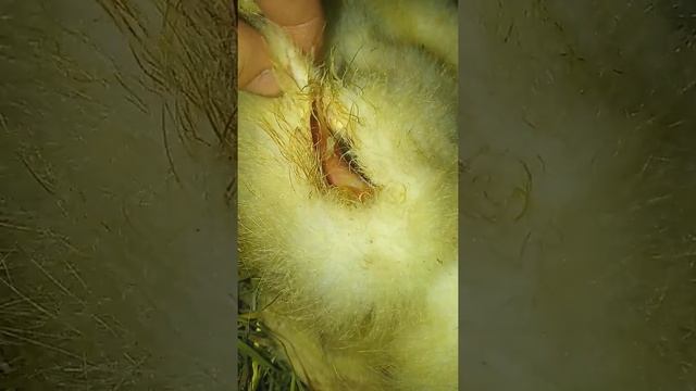 Куница или ласка убила гусят смотреть онлайн