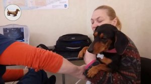 ? ? ? ^ ЧТО ЛУЧШЕ ОДНОЙ ТАКСЫ? ТОЛЬКО ТРИ ТАКСЫ! Болезни собаки, симптомы :( Тошнота, рвота /помощь