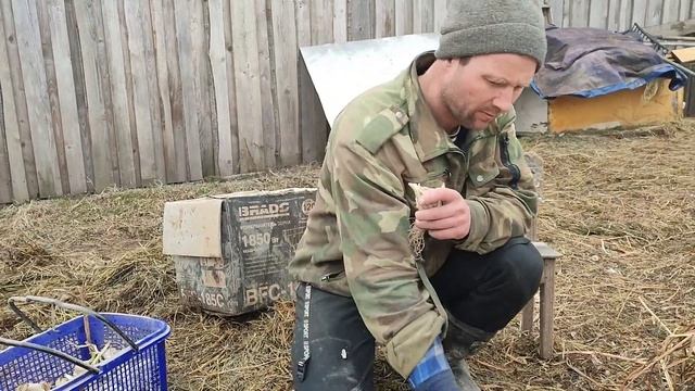 Посадка зимнего чеснока весной. Есть ли смысл? смотреть онлайн