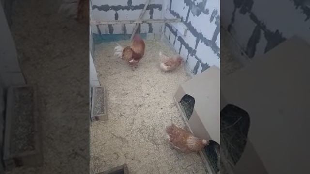 Мини-мясные палевые