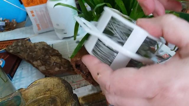 Бромелии. Посадка гузмании синей на блок. Проверка опыта с яблоками. смотреть онлайн