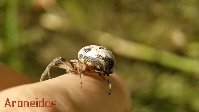 Mangora acalypha и немного интересных моментов из жизни пауков смотреть онлайн
