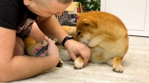 Как подстричь когти собаке? Сиба ину