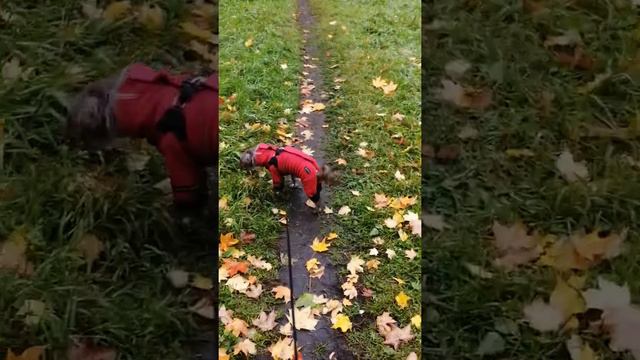 Осень СПб 2021