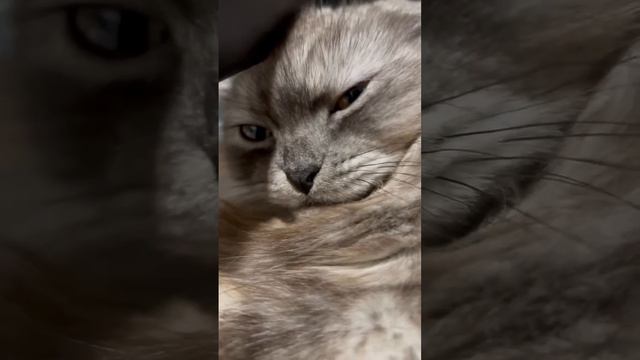 流目屎～其實是被挖起床#貓咪 #灰胖貓 #cat #呆萌可爱 #傲嬌貓 смотреть онлайн