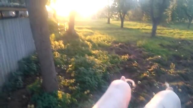 Электропастух и свиньи смотреть онлайн