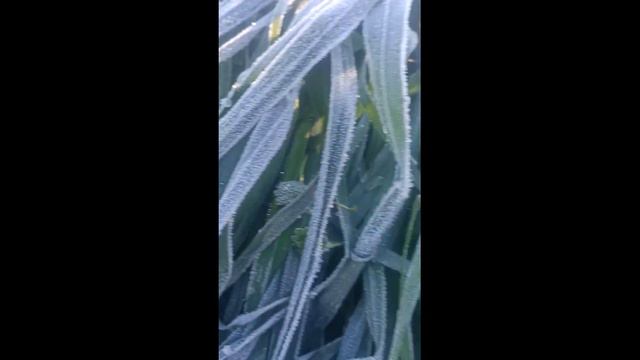 Заморозки в Алании 1 февраля 2023 года. смотреть онлайн