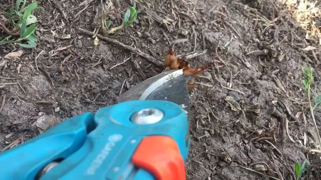МЕДВЕДКА, КОТОРУЮ МЫ ПОЙМАЛИ смотреть онлайн