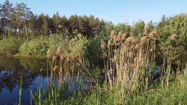 Мещёрские зарисовки Прогулка по любимым местам. Снято на dji osmo pocket. смотреть онлайн