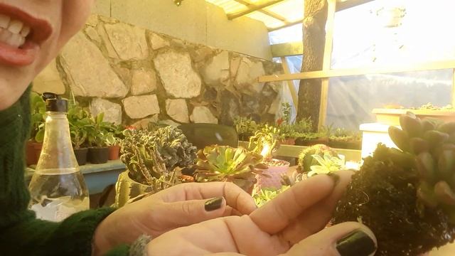 Kaktüs ve Sukulentlerde Sulama Hataları смотреть онлайн