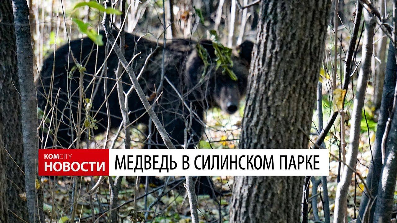Медведь в Силинском парке — видео от komcity.ru смотреть онлайн
