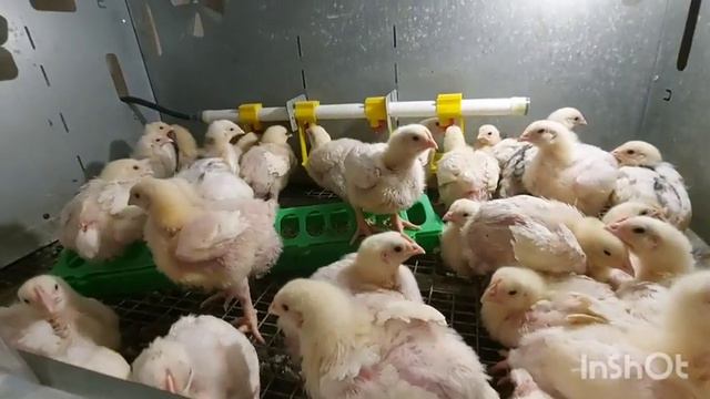 Рецессивный бройлер. смотреть онлайн