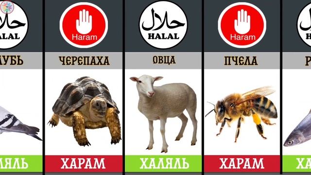 Харам или Халяль. Мясо животные в Исламе