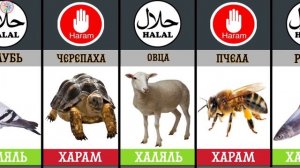 Харам или Халяль. Мясо животные в Исламе