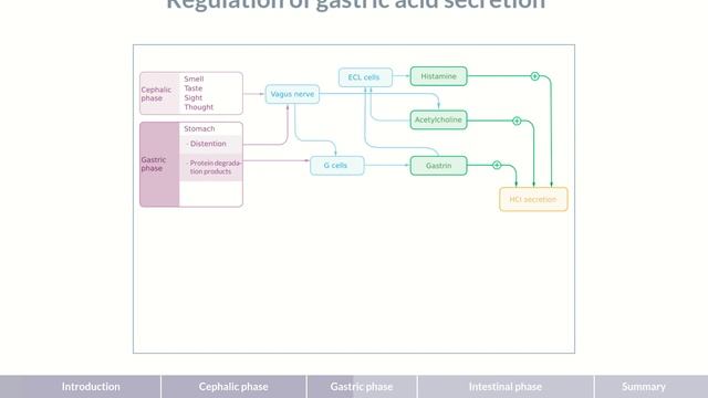 Regulating Gastric Acid Secretion: Acetylcholine, Gastrin, and Histamine смотреть онлайн