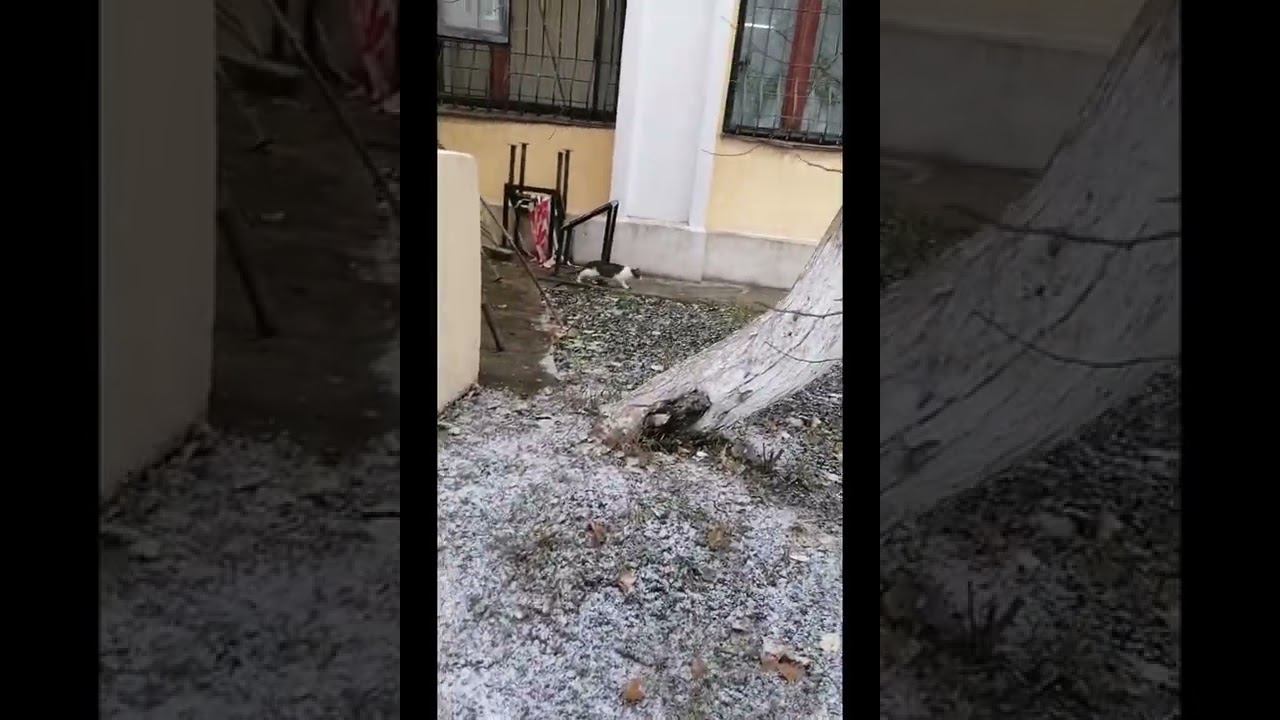 Котик спешит по своим делам А вы чем занимаетесь? смотреть онлайн