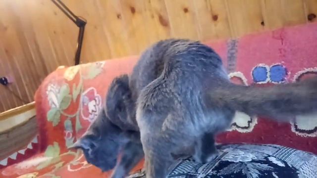 Системы стихосложения смотреть онлайн