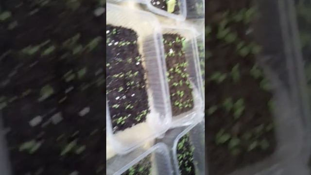 Петуния через две недели после всходов. смотреть онлайн