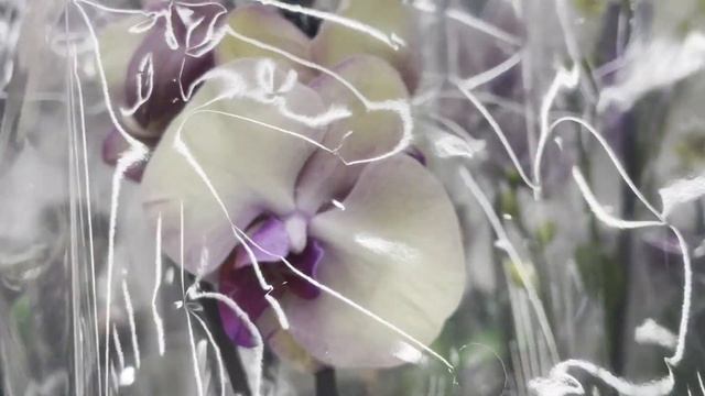 Свежий завоз в Леруа Мерлен! Толи был -толи нет!? смотреть онлайн