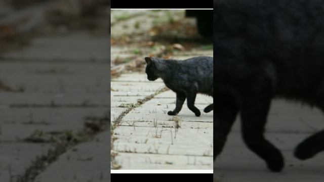 Забираю бездомных животных себе#бездомныеживотные#животные смотреть онлайн