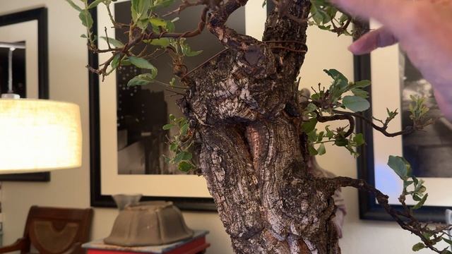 Patricia O'Connor, The Bonsai Balcony: "Back to one" We began again on our Cork Bark Oak . смотреть онлайн