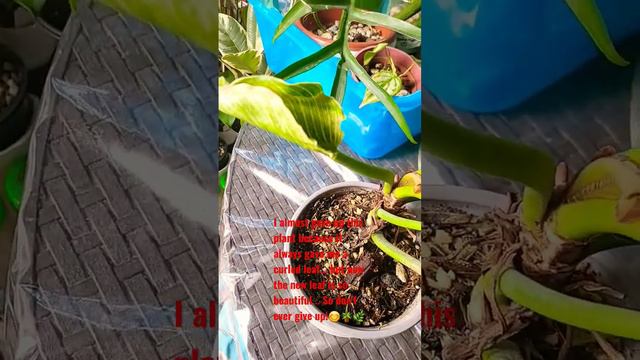 #plantlover #plantcollections #philodendron #birkin смотреть онлайн