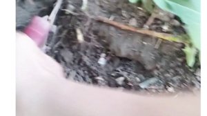 Размножить #сирень ? Очень просто