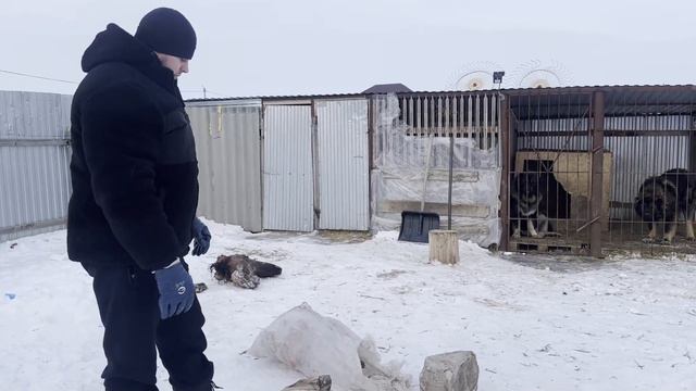 Кавказские овчарки Рута и Гризли кушают телят смотреть онлайн