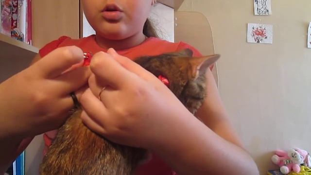 как одевать шлейку на кошку смотреть онлайн