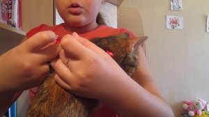 как одевать шлейку на кошку