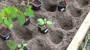 Садим в открытый грунт целлозию гребенчатую