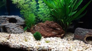 Запускаем рыбок в аквариум 60 литров