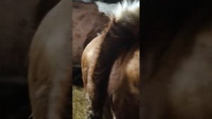 Как определить когда отелится корова. Скорый отел. Жизнь в деревне. Содержание коров.