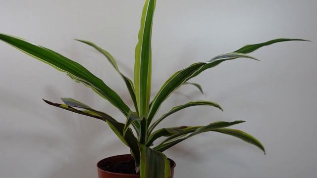 Dracaena Fragrans Species Spotlight and Care Guide - Corn Plant - смотреть онлайн