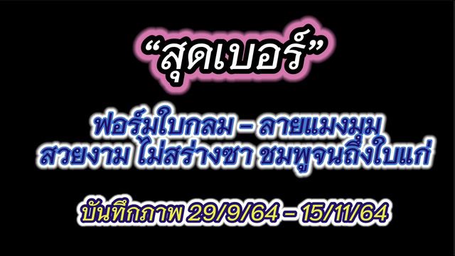 Ep33 : บอนดำสตูลกระดูกชมพู ”สุดเบอร์” By…มาดามบอนดำสตูล смотреть онлайн
