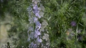 Дельфиниум однолетний, выращивание.